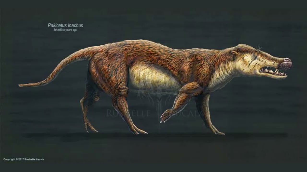 Evolução das Baleias- Sweet dreams