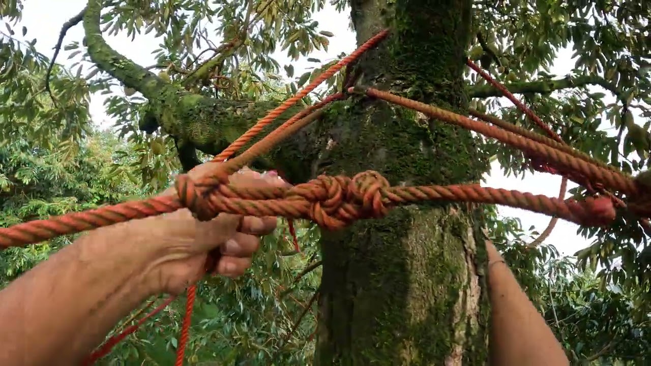 Ep31แนะนำการโยงทุเรียนเปลกิ่งข้างสไตล์ลุงรงค์