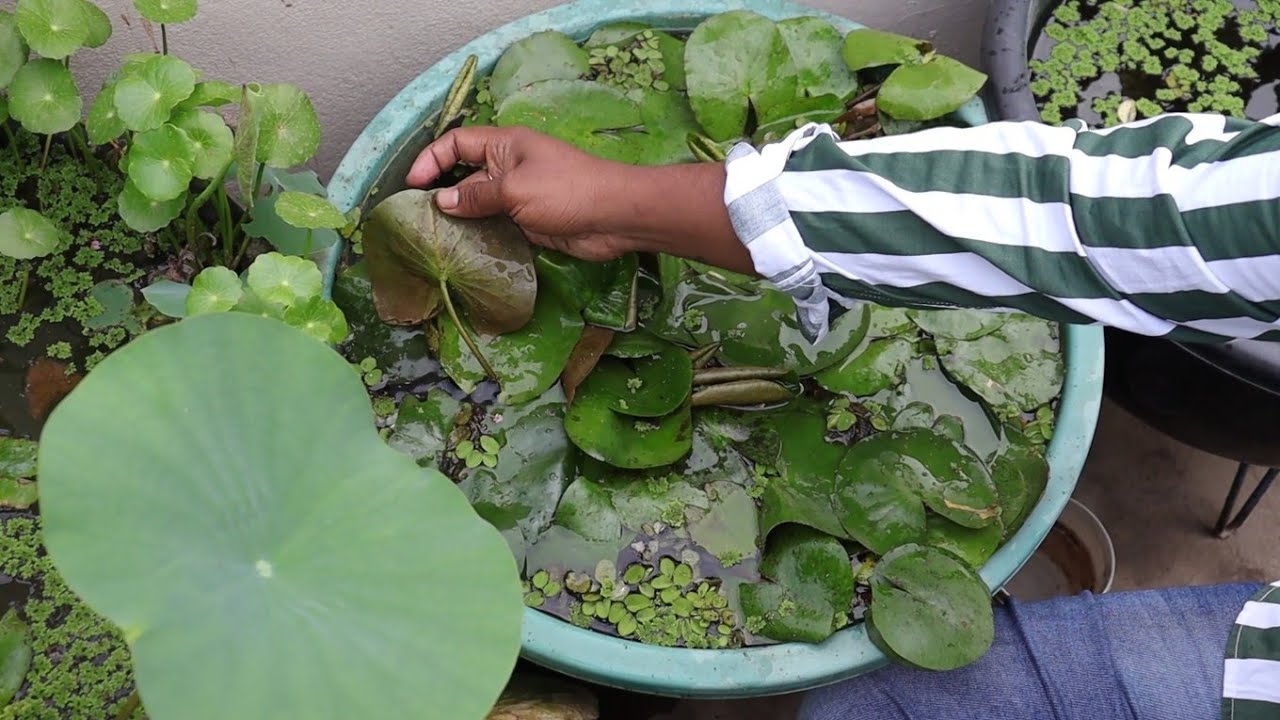 Cleaning Waterlily pond, how to grow water lilly