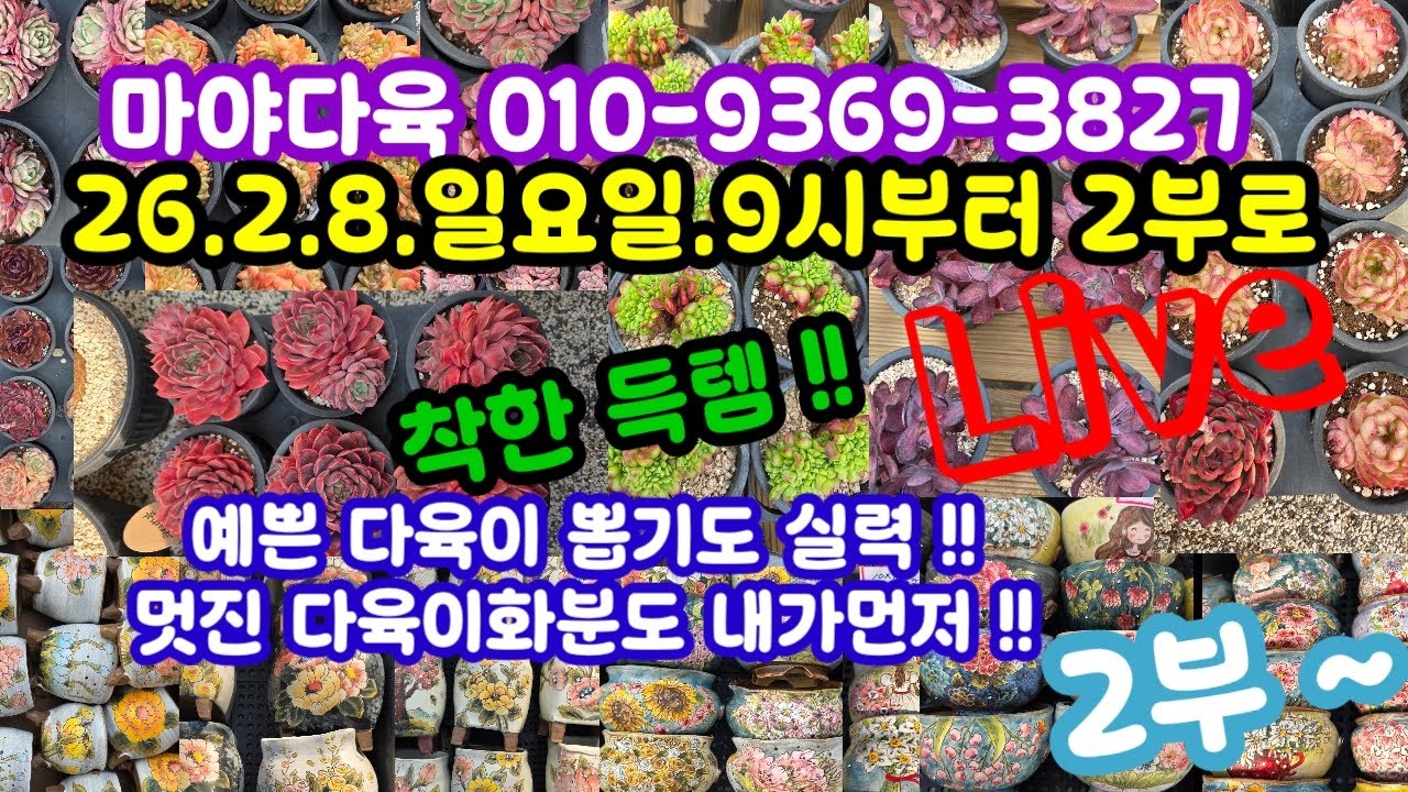 #다육이쇼핑 #다육이화분쇼핑 #마야다육 010-9369-3827 (26.2.8)🎊예쁘게 건강하게 함께 키워요 🌸🤗~