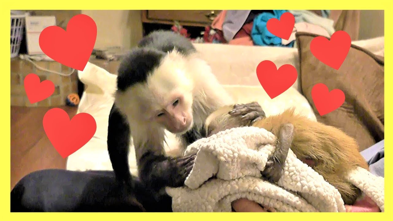 Pet Monkey Meets Her NEW BABY SISTER!  😍