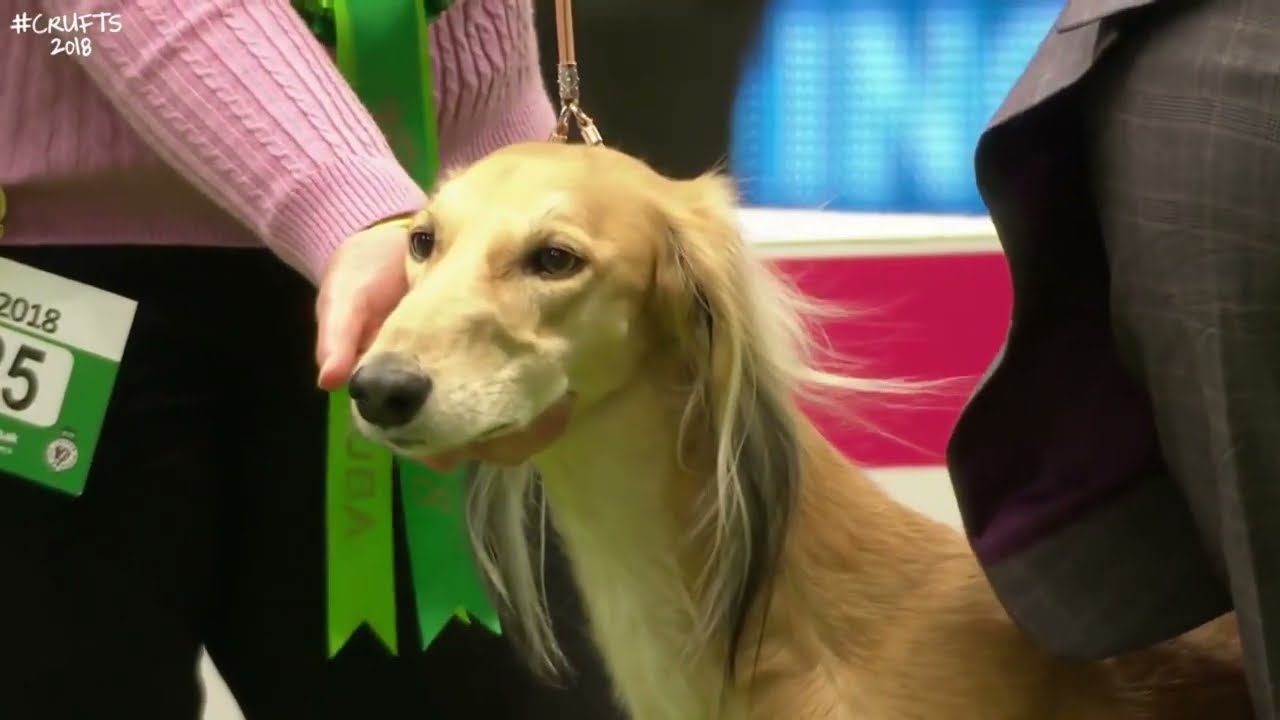 Best of Breed, Hound Group|SALUKI|