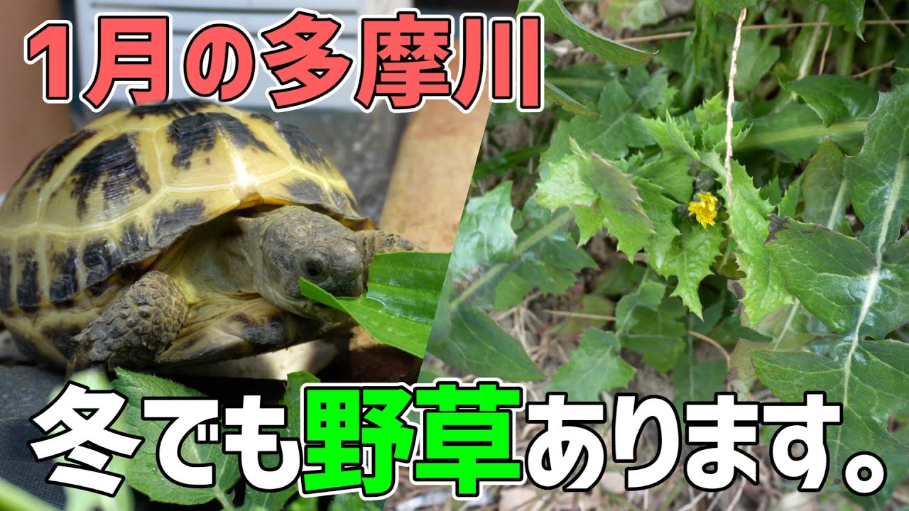 冬でも採れる！リクガメのエサになる野草採集 in 多摩川！！