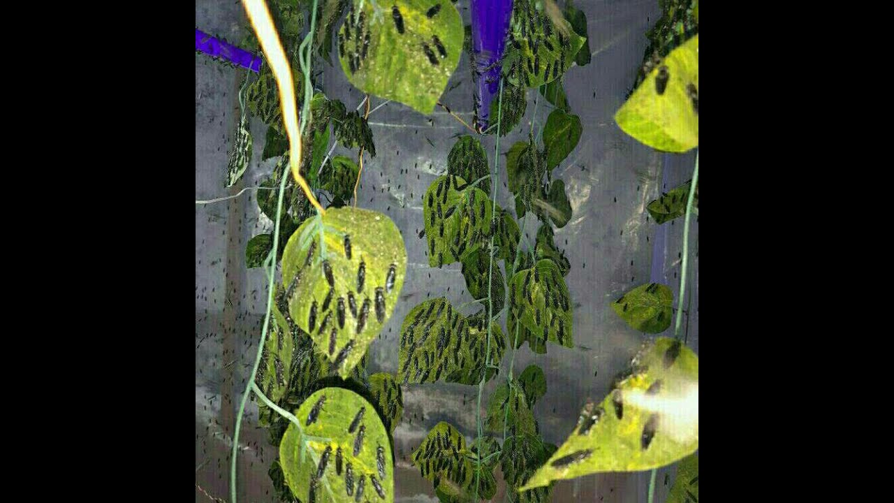 مشروع لكل الشباب  سهل وجديد من نوعه