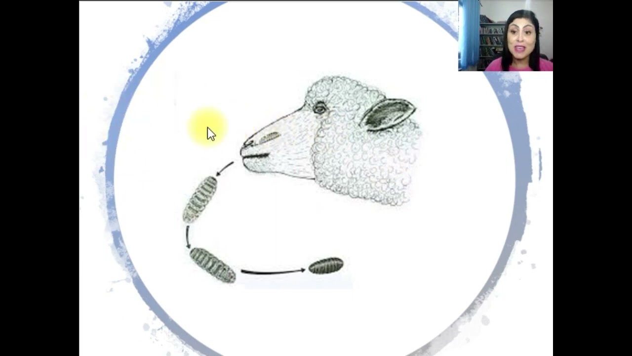 Voc&ecirc; conhece o bicho de cabe&ccedil;a em ovinos?