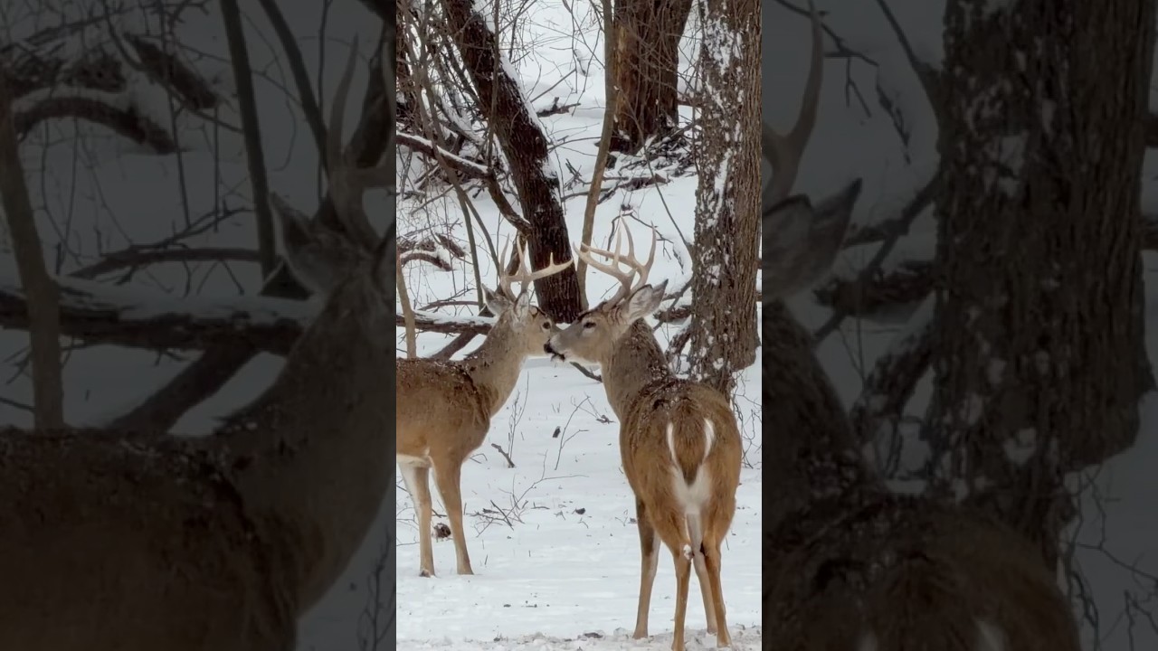 Whitetail Bucks And Doe Out In The Snowy Yard! 