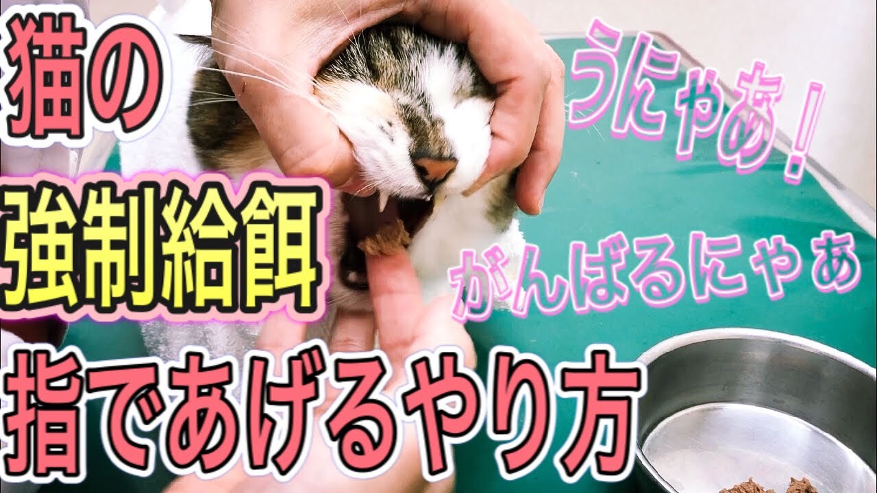 【猫の強制給餌のコツ】指であげるやり方。嫌がる子、暴れてしまう子、口を開かない子にも応用できます。