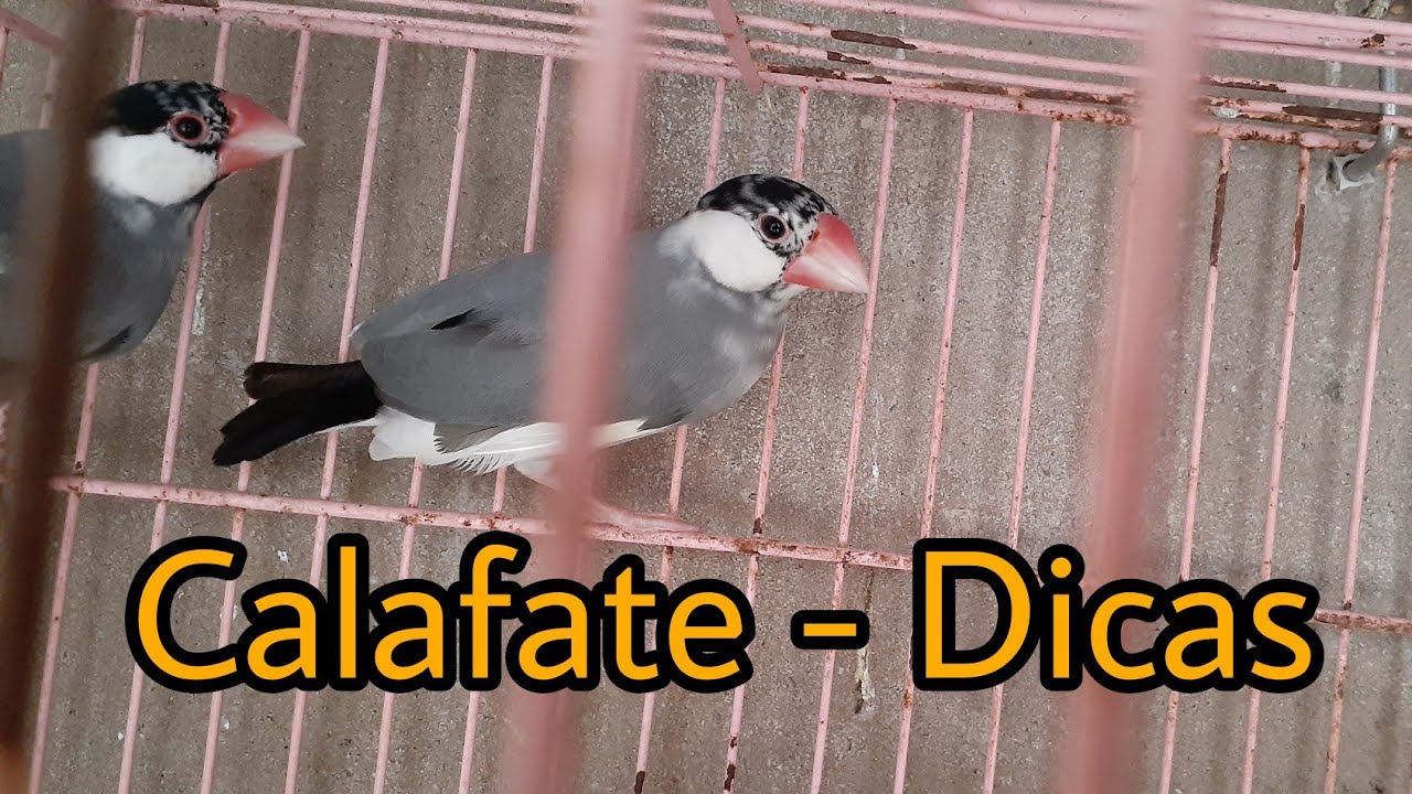 Calafate - Dicas de manejo e reprodução