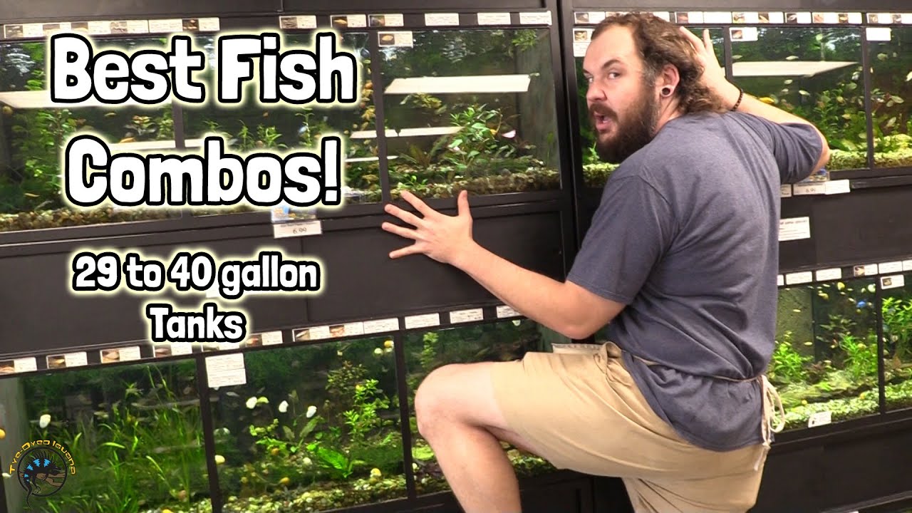 The Best Stocking Ideas for Your Fish Community in a 29-40 Gallon Tank! 🐠