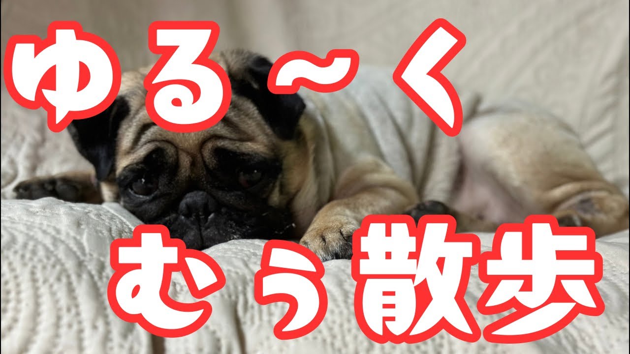 【パグ】3月3日(日)むぅちゃんとゆる〜く散歩生配信【雑談】