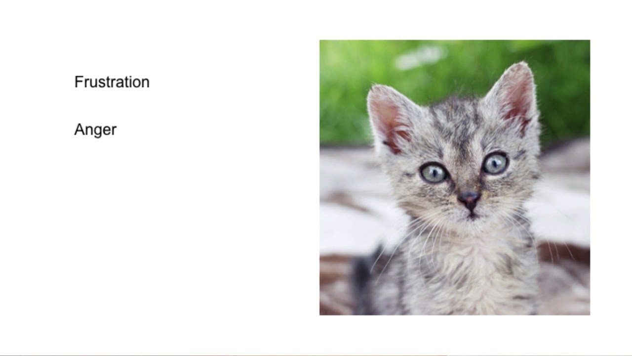 BAHFest East 2017 – Ben Tolkin: Why are Baby Animals So Cute?