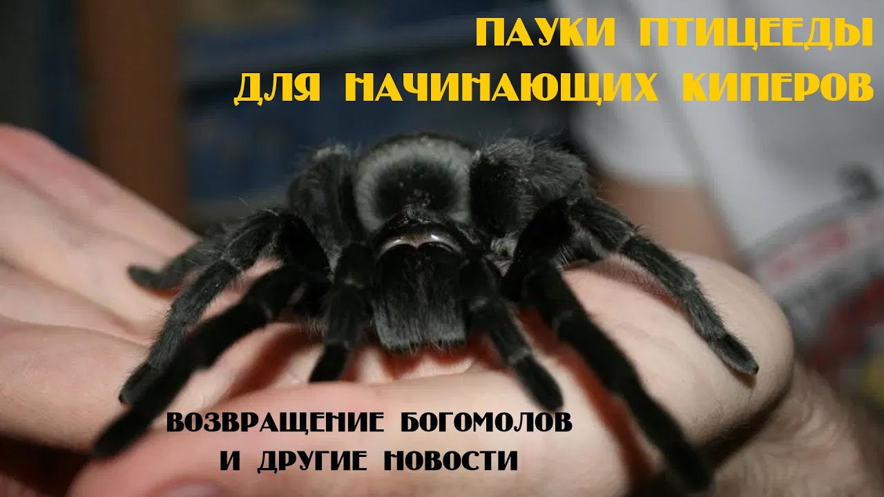 Выбор первого паука. Идеальные птицееды для начинающего кипера