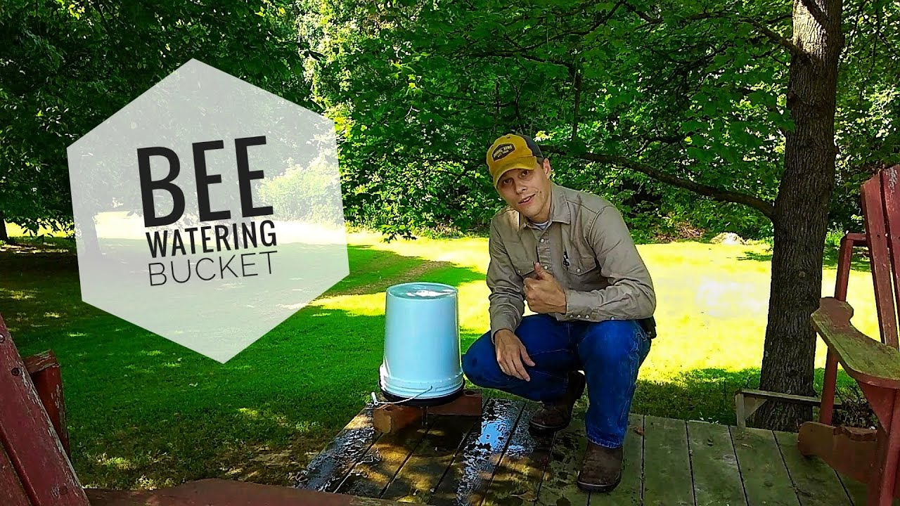 #BEEKEEPING: Bee Watering Bucket