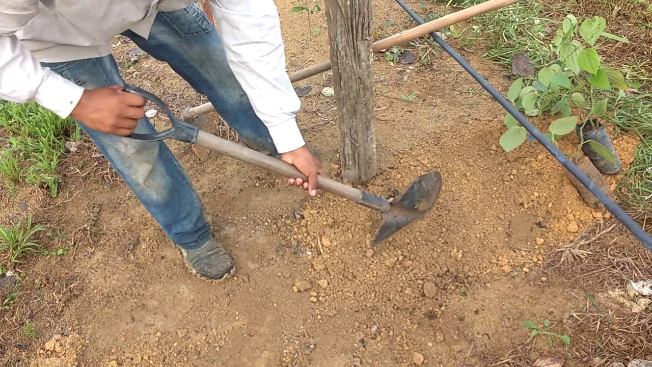 Como plantar pimenta do reino