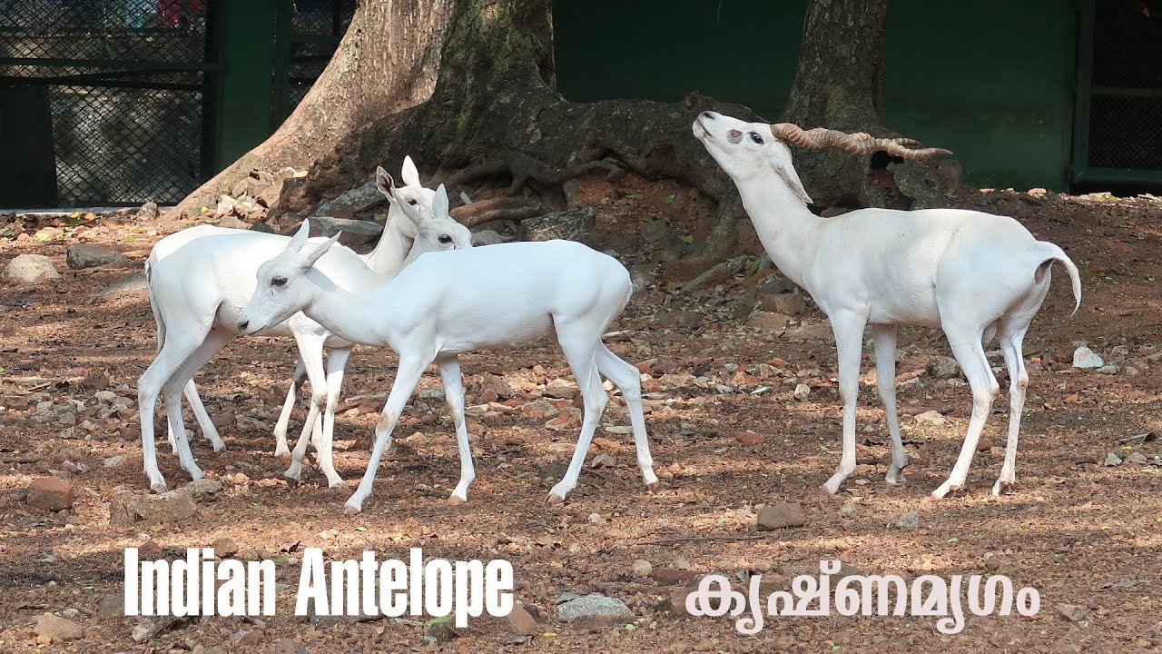 Indian Antelope | Antelope cervicapra