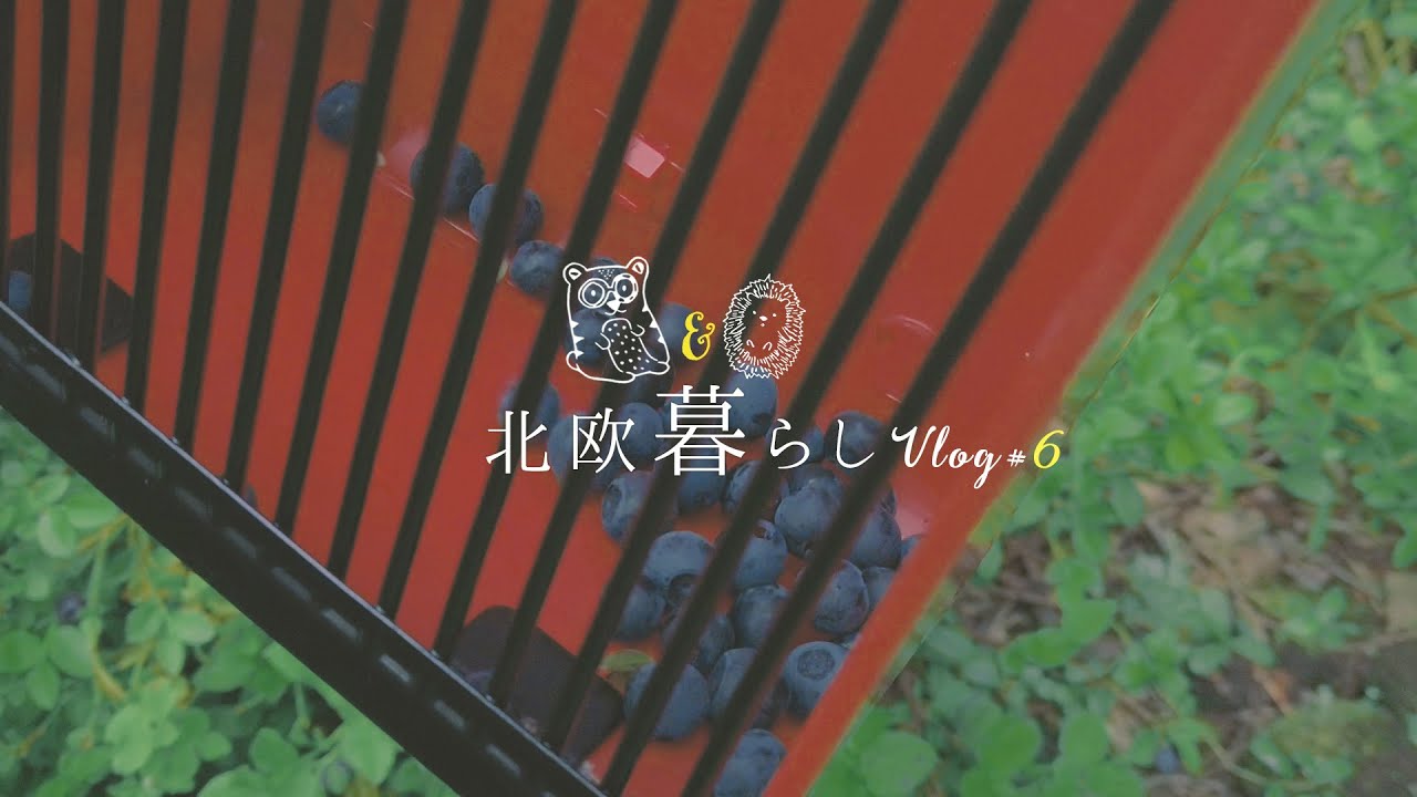 【 北欧暮らし Vlog 】 フィンランドの森でベリー摘み ｜国際夫婦の夏休み ｜  ブルーベリージャムづくり