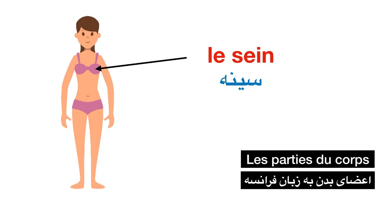 اعضای بدن در زبان فرانسه به همراه تصویر