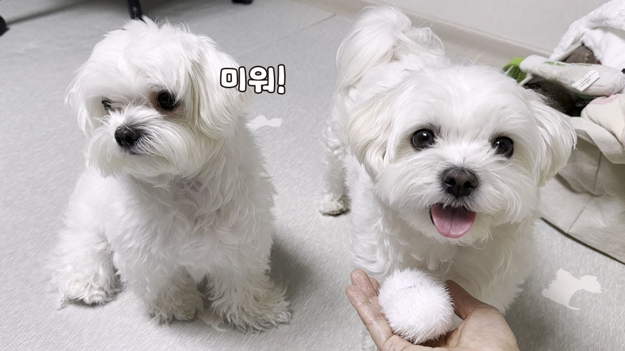 강아지의 모성애는 언제까지 가는 걸까요?