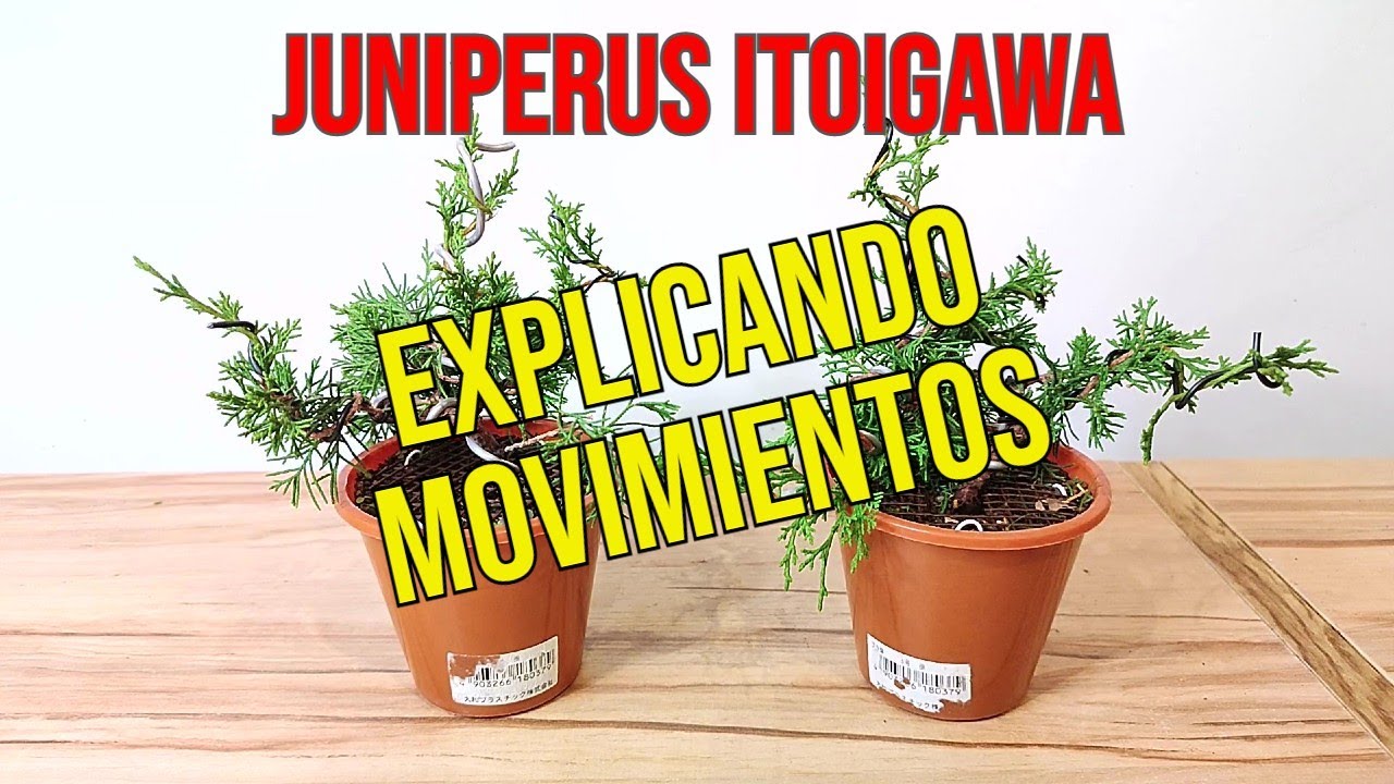 ✅Cómo dar Curvas a un Juniperus ITOIGAWA - BONSAI