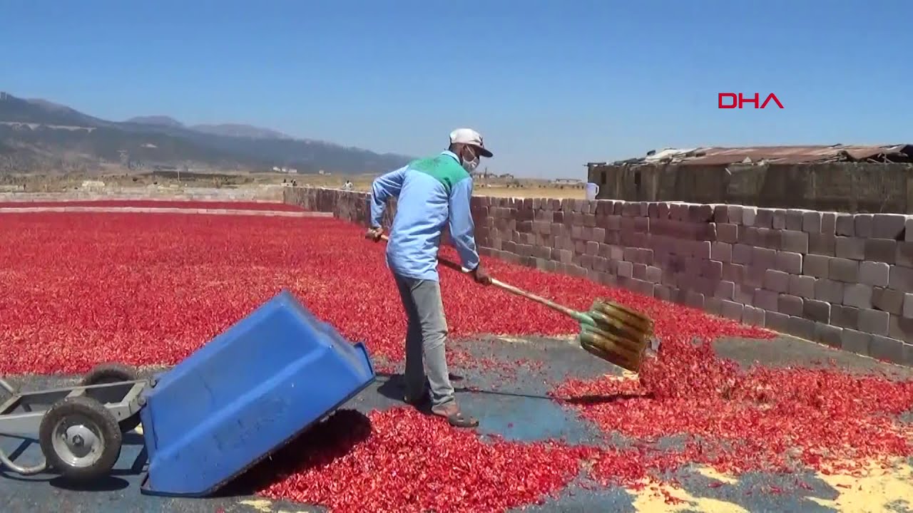 Gaziantep'ten 25 ülkeye pul biber ihraç ediliyor