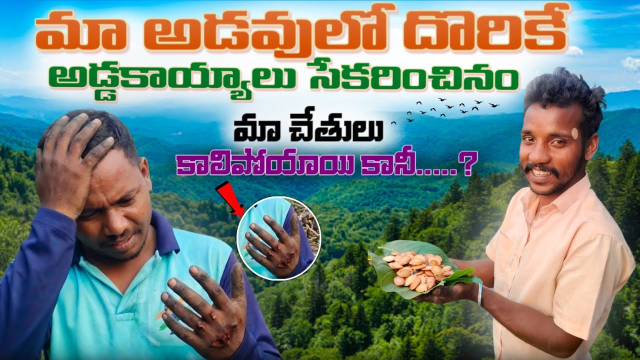 Tribal Traditional obstacles found in our tribal forests || మా అడవులో దొరికే అడ్డా కాయ్యాలు 