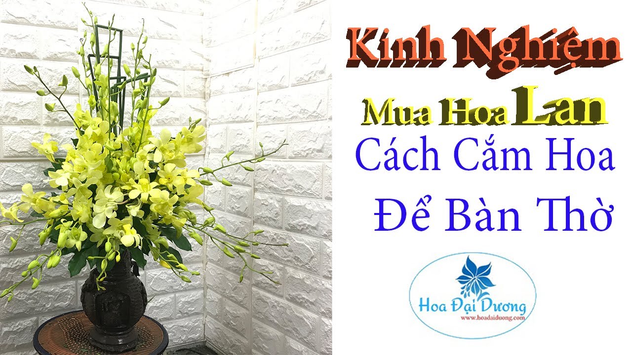 Kinh Nghiệm mua Hoa Lan Thái - Cách cắm Hoa để Bàn Thờ đẹp nghệ thuật T15