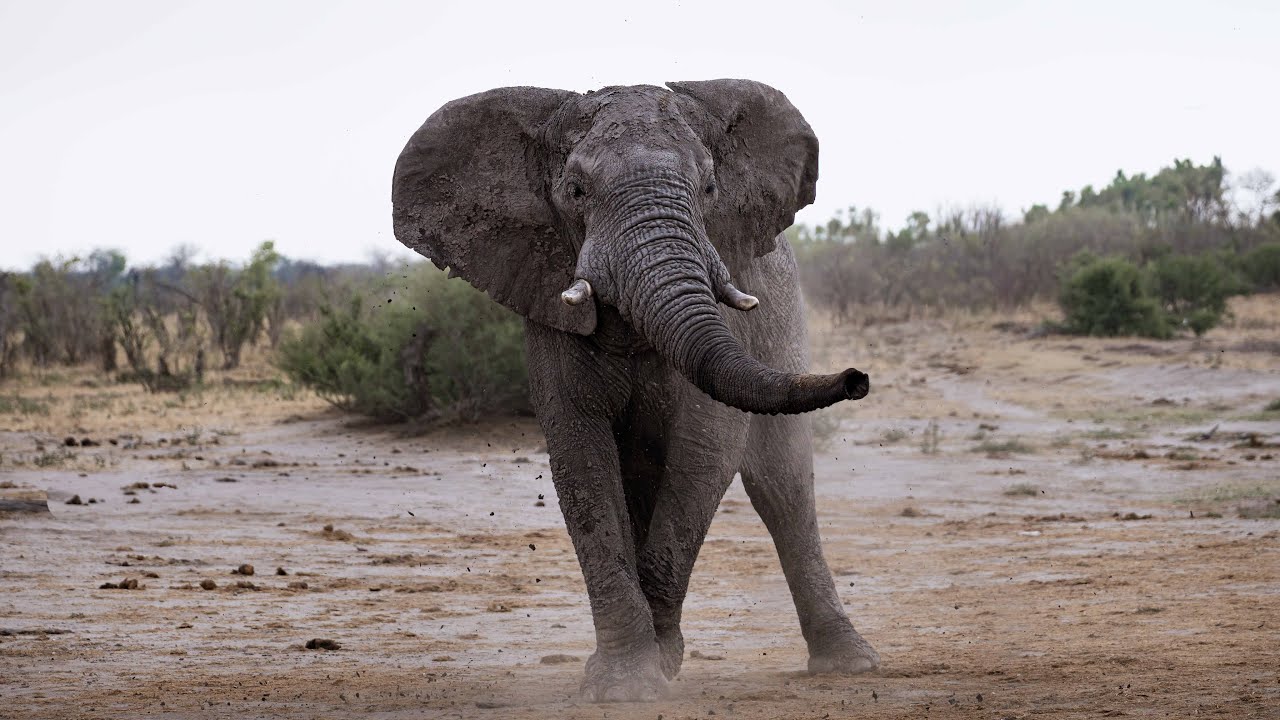 Africa Hunting Safari 2026: Horn's Africa Safaris Official Promo