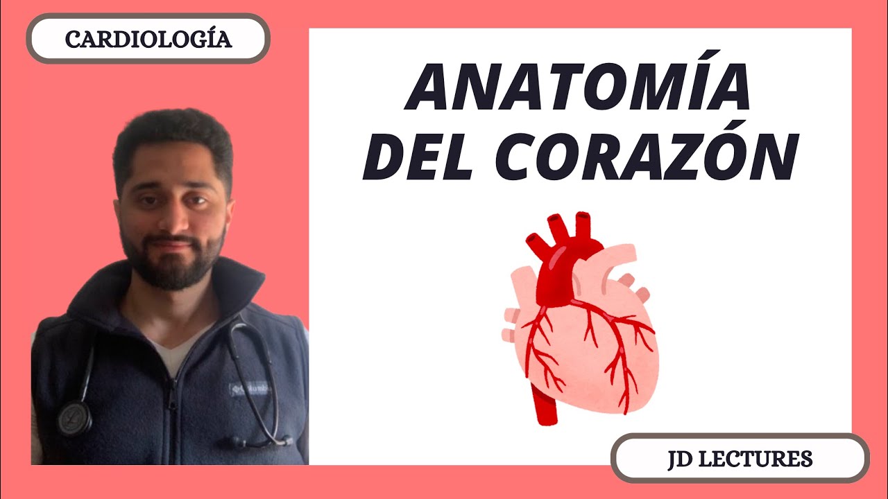 ANATOMÍA DEL CORAZÓN | CARDIOLOGÍA