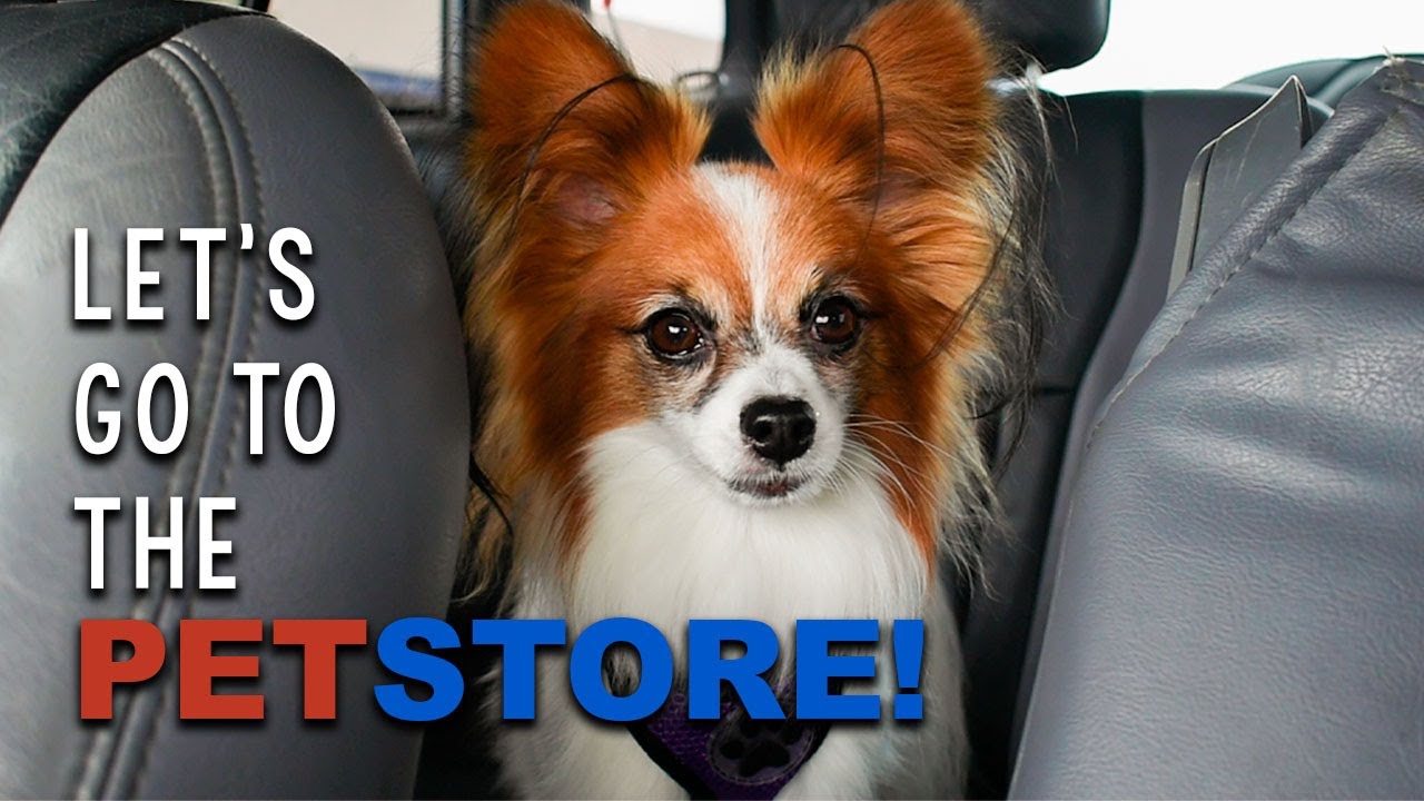 Taking my Dog to the Pet Store // Percy the Papillon Dog