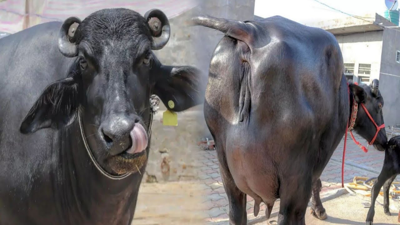 World's Highly Milking Biggest Udder Murrah Buffalo || Murrah Bhains || Top Class Buffalo Breed