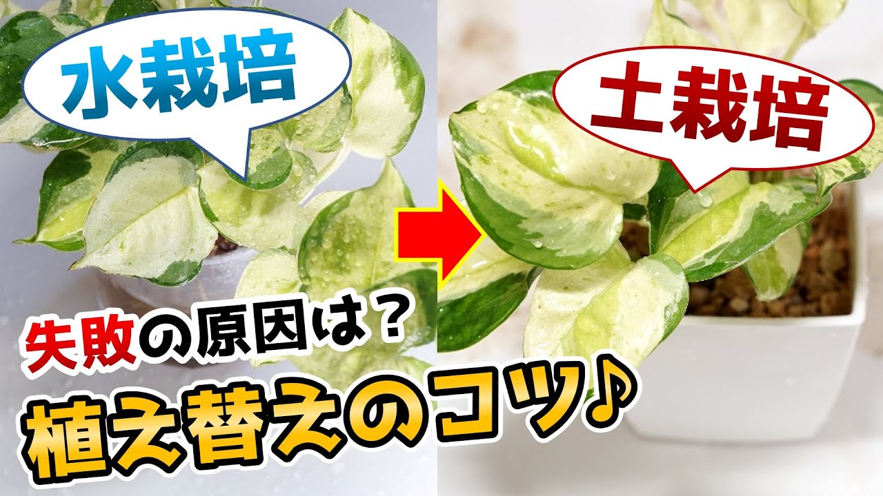 【やるなら今！】水栽培したポトスを土栽培に植え替えるコツ♪【観葉植物の育て方】【水耕栽培】