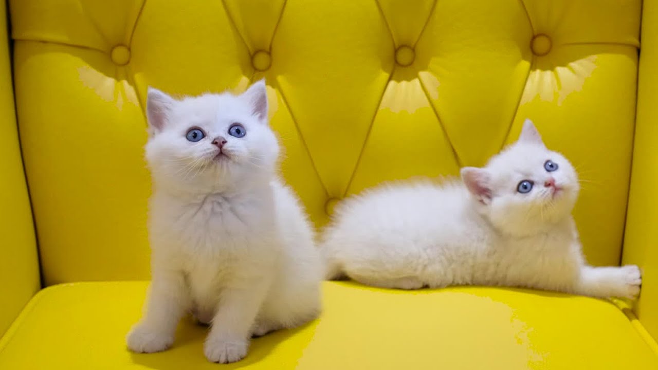 Beautiful Cat, Kittens/ #viralvideo @Cat_Fun_0