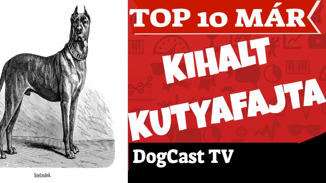 TOP 10 már kihalt kutyafajta! DogCast TV!