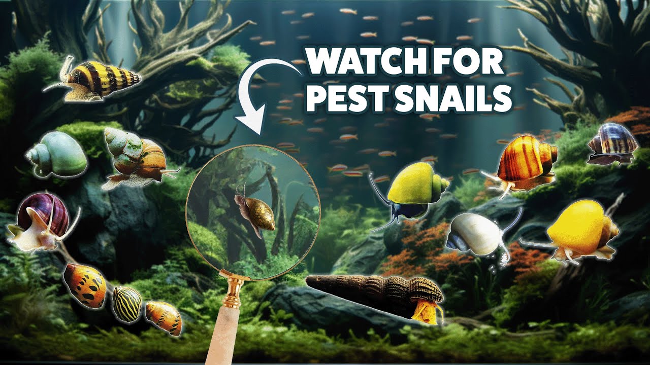 Best Snails for the Beginner Aquarium Fish Tank!  The Good, The Bad, and The Pests!