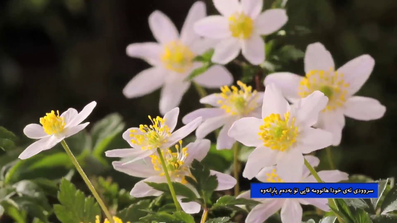 ئه‌ی خودا هاتومه‌ته‌ قاپی تۆ به‌ده‌م پاڕانه‌وه‌