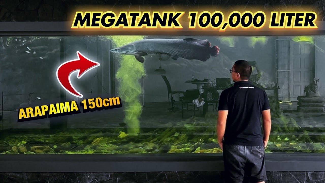#64- AKHIRNYA! IKAN PREDATOR MASUK MEGATANK 100TON