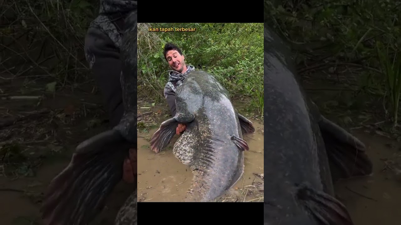 ikan tapah terbesar di sungai dunia#shorts #subscribe #fishing #fish