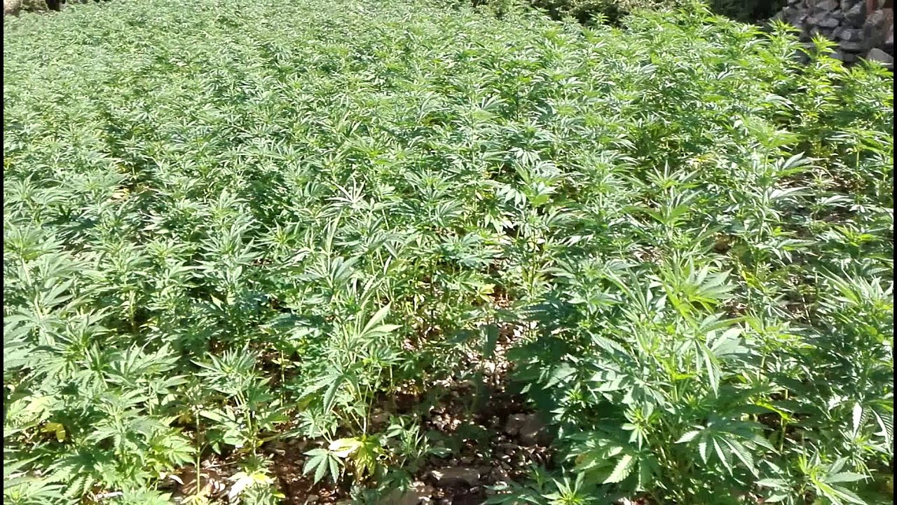 weed land in Morocco
