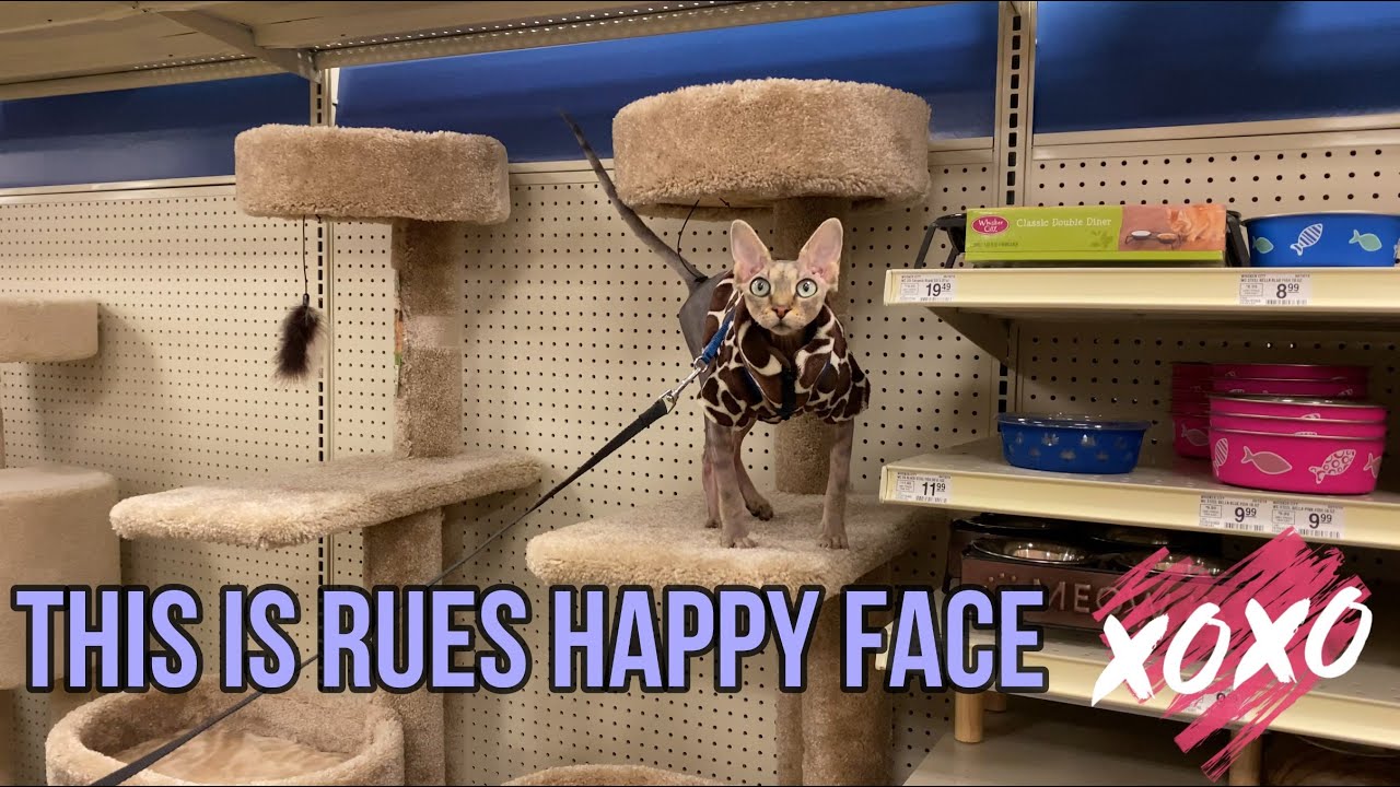 Mastering Sphynx Cat Enrichment: Fun Ways to Keep Your Feline Energized!