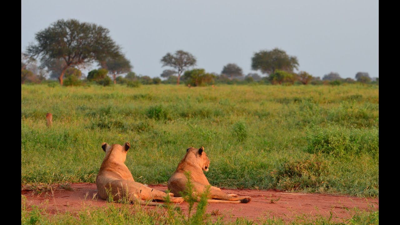 Kenya Safari Tsavo East Watamu Gedi