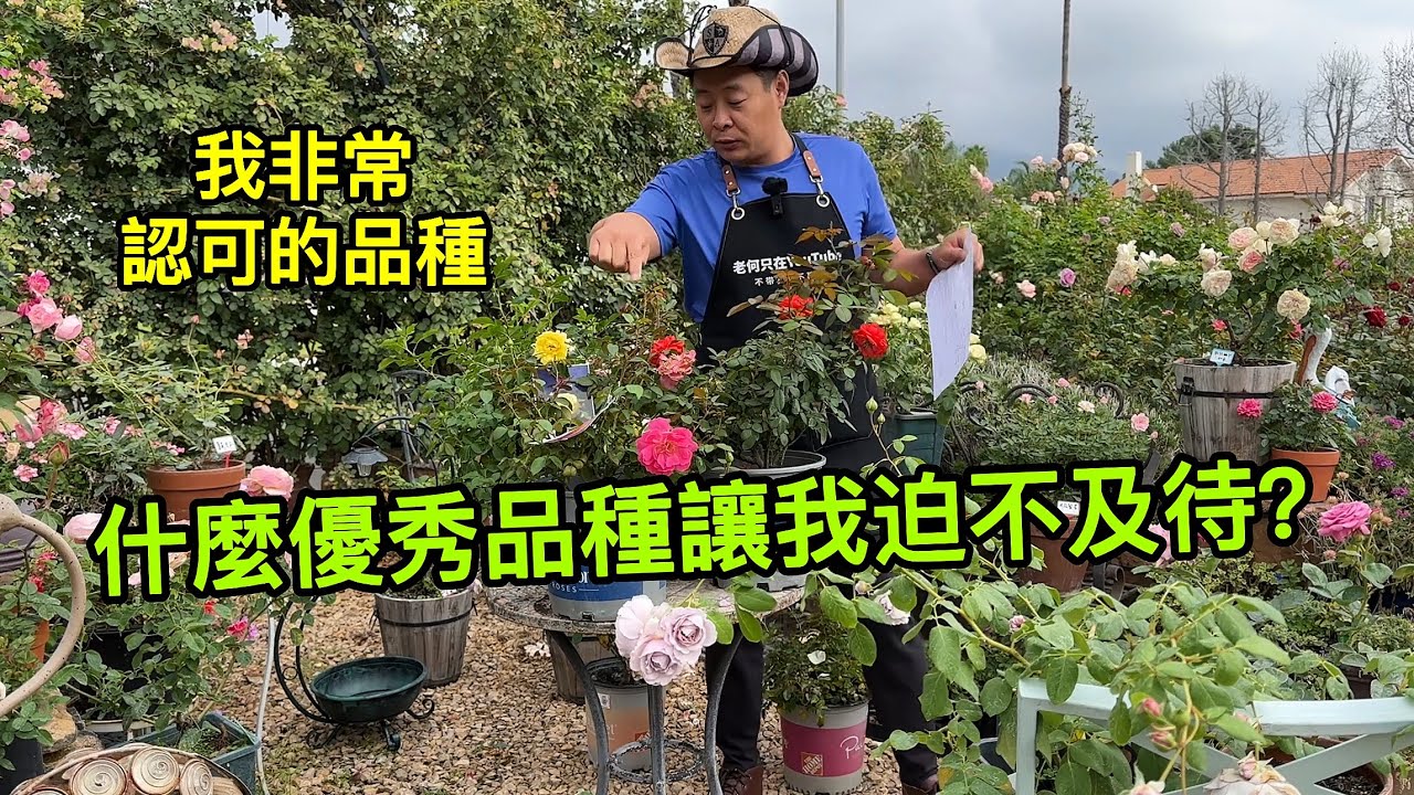 老何非常认可的品种，什么优秀品种让我迫不及待！园艺篇525