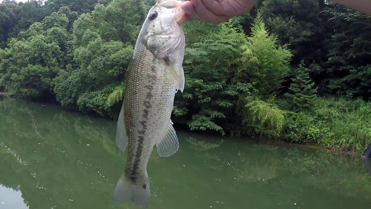 グランダー武蔵!スピンキャストとスケルトンGで釣る!!