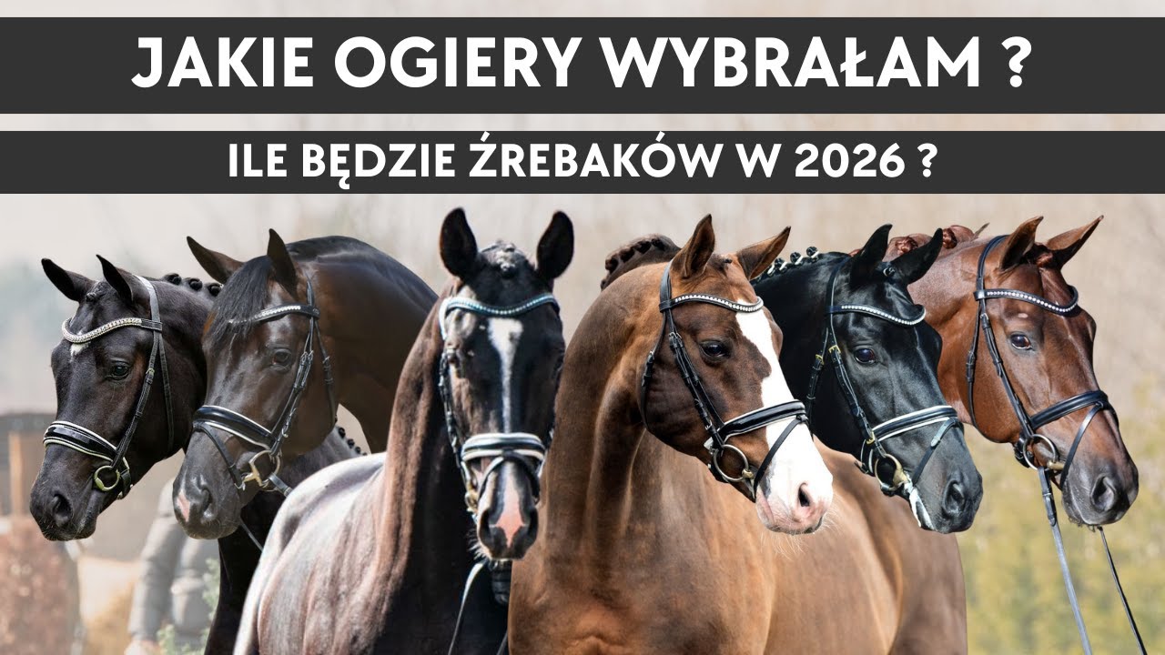 Jakie ogiery wybrałam dla moich klaczy? Ile będzie źrebaków? To najgorszy sezon...