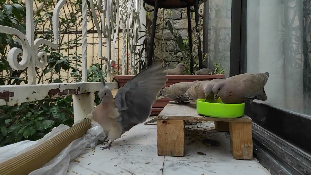 My Heart Broke for Them! Helping Birds Survive the Winter 🌨️❤️