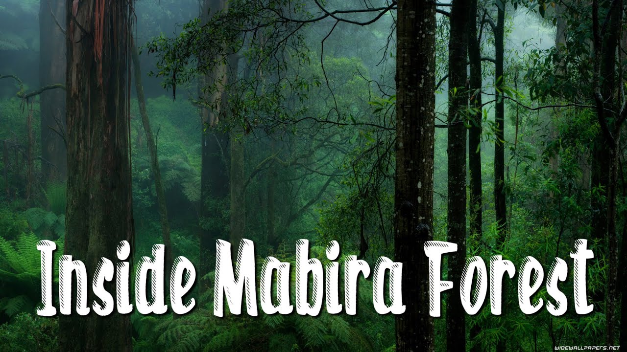 INSIDE MABIRA FOREST - WHAT YOU DIDN'T KNOW ABOUT THIS RAIN FOREST.
