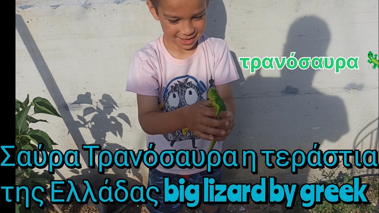 Σαύρα Τρανόσαυρα η τεράστια της Ελλάδας big lizard by greek Lacerta trilineata.
