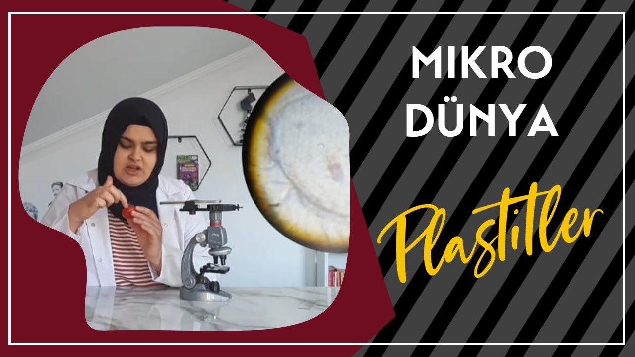 Mikroskopta domates ve havuç inceleme| Kloroplast Organeli