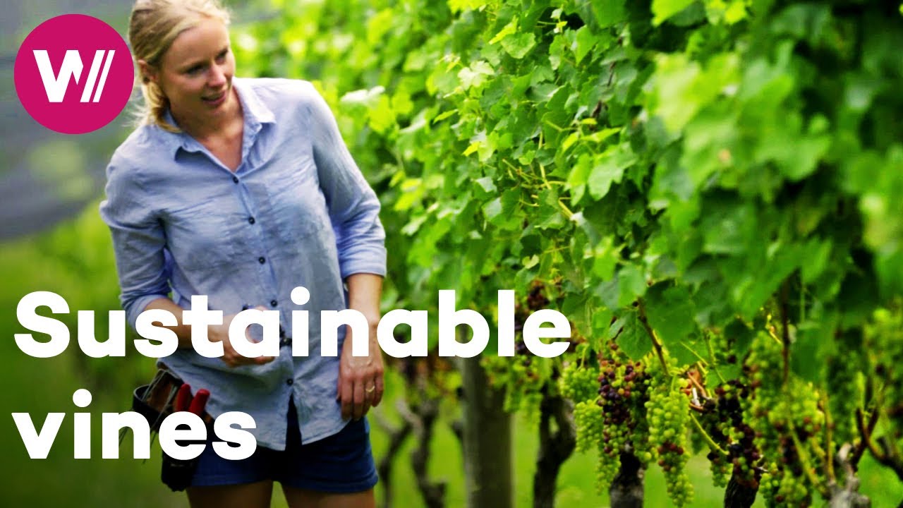 New Zealand - Protecting vines from an unpredictable nature | Worldwide Wine Civilizations