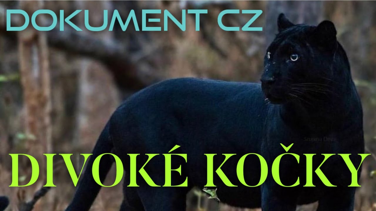 &Uacute;ŽASN&Aacute; PLANETA - Divok&eacute; kočky (DOKUMENT)