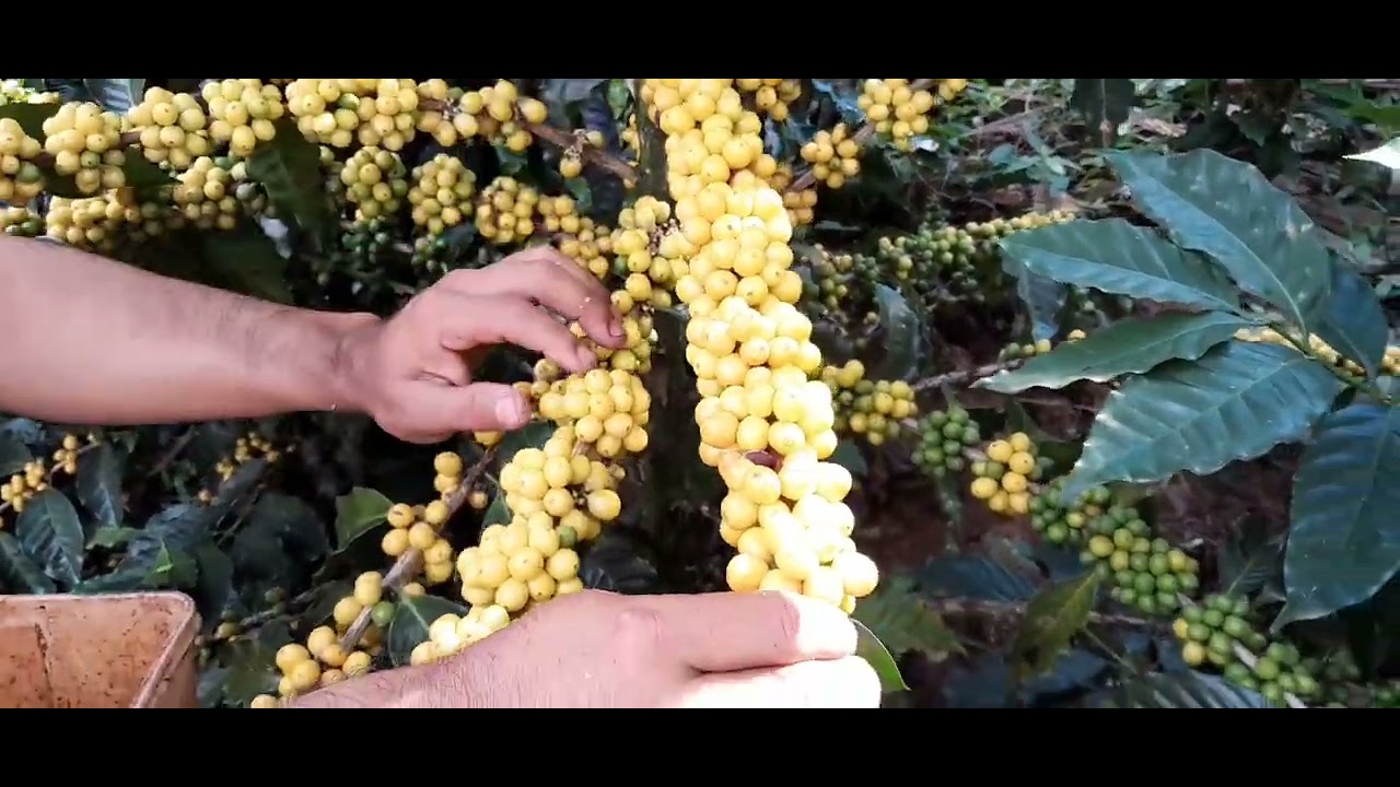 Recolección de semilla de café Obatá Amarillo.